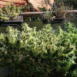 Balcony grow close to harvest