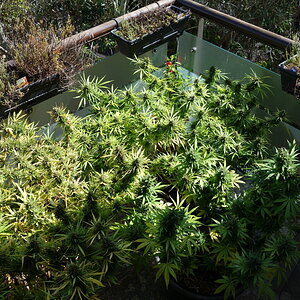 Balcony grow close to harvest