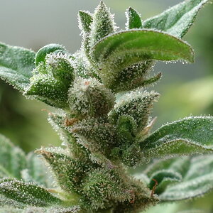 1-GGa  Gorilla Glue Auto trichome closeup prior to chop