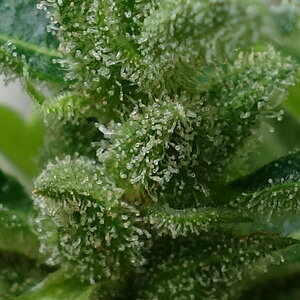 1-GGa  Gorilla Glue Auto trichome closeup prior to chop