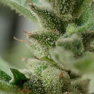 1-GGa  Gorilla Glue Auto trichome closeup prior to chop