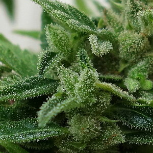 1-GGa  Gorilla Glue Auto trichome closeup prior to chop