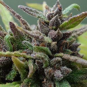 2-WW  White Widow XTRM bud closeup prior to chop