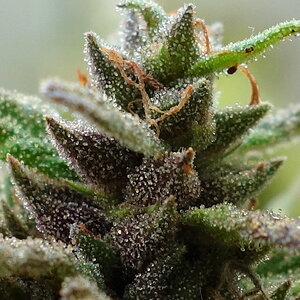 2-WW  White Widow XTRM trichome closeup prior to chop