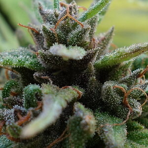 2-WW  White Widow XTRM trichome closeup prior to chop