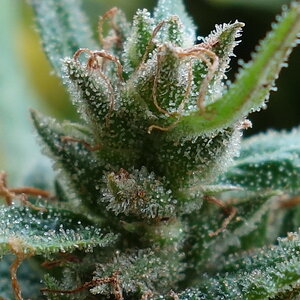 3-WWG  White Widow XTRM/Gorgonzola trichome closeup before chopping