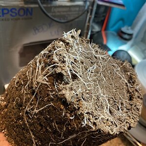 First root check on 2nd biggest plant