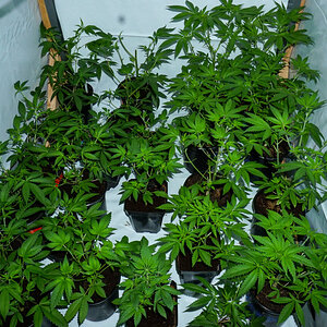 veg Room with a whole lot going on genetics wise