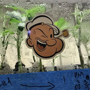 Popeye eats spinach