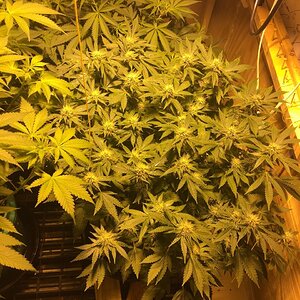 Cali Orange Clone