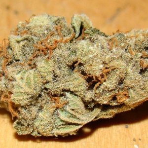 Chernobyl  ( Indica)