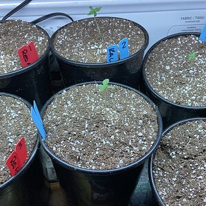 Seedlings