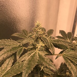 Black lime bubba day 55 from flip (black lime leaner)