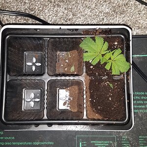 R hybrid clone