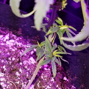 Failed LST lollipop