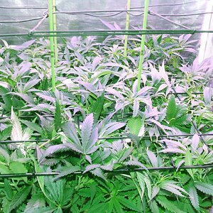 Scrog 1.jpg