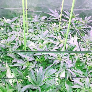 scrog 3.jpg