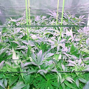 scrog 4.jpg