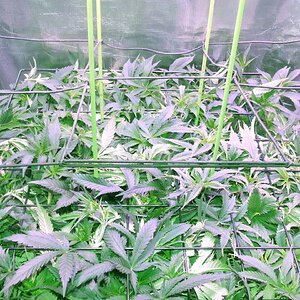 scrog 6.jpg