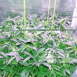 scrog 8.jpg