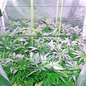 scrog 9.jpg