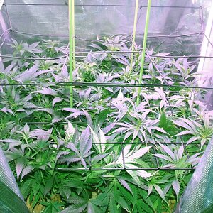 scrog 10.jpg