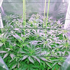 scrog 11.jpg