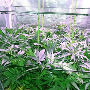 scrog 16.jpg