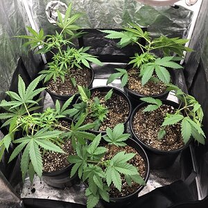 Day 29 LST.jpg