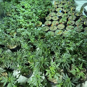 Veg Room