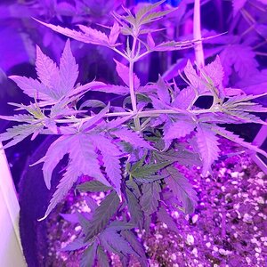 Failed LST is a different plant