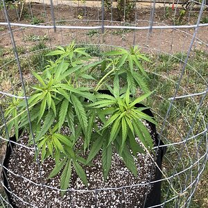 Day 39 - Blue Dream #1.JPG