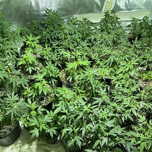 Veg Room