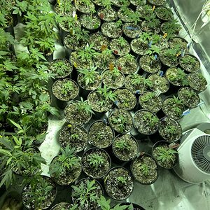 Veg Room