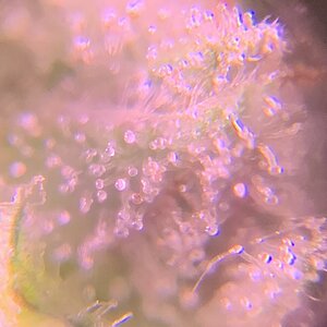 Unknown trichomes clip on 60x photo