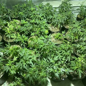 Veg Room