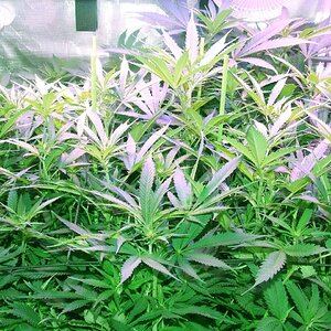 canopy at one week flwr.jpg