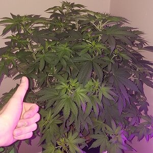 R indica week 6