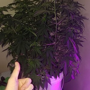 R hybrid week 6