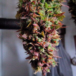 harvest bud.jpg