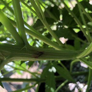 Day 63 - Gorilla Zkittlez Stem Damage.JPG