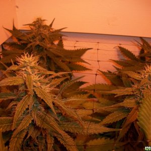 jasonlee247 Lil' Girls - Almost 5 weeks into bloom