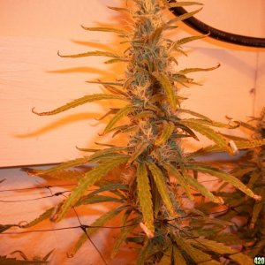 jasonlee247 Lil' Girls - Almost 5 weeks into bloom