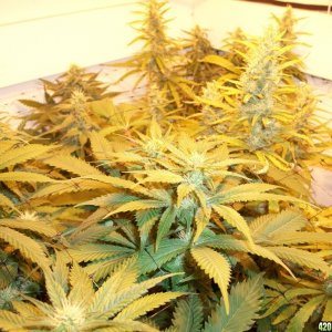 jasonlee247 Lil' Girls - Almost 5 weeks into bloom