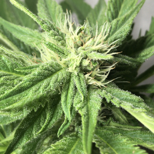 Unknown/day19. Outdoor