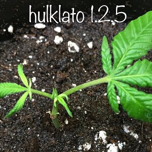 Hulklato 1.2.5