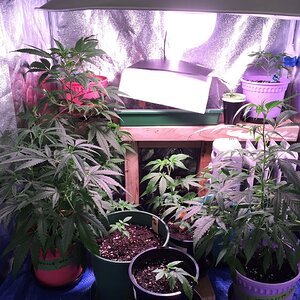 Veg tent