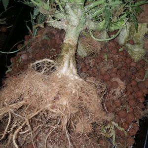 Super Skunk Root-stem.jpg