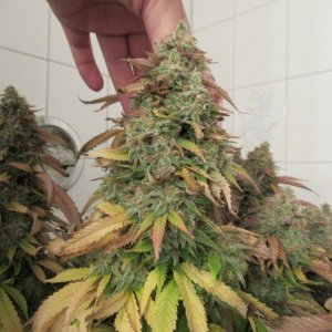 Sour Diesel Top Bud