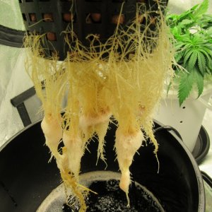 White Widow Roots